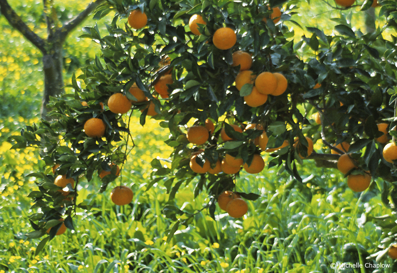 Orange Marmalade in Andalucia, Seville bitter oranges, Marmelade, food