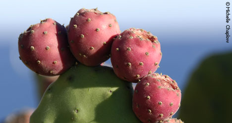 The Prickley Pear grows in abundance in Andalucia.