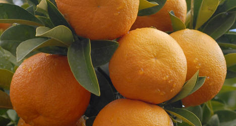 © MVC The finest and most highly prized marmalade is made from the Seville orange.