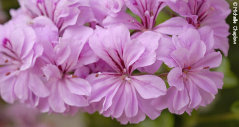 Gardens flourish in the Mediterranean