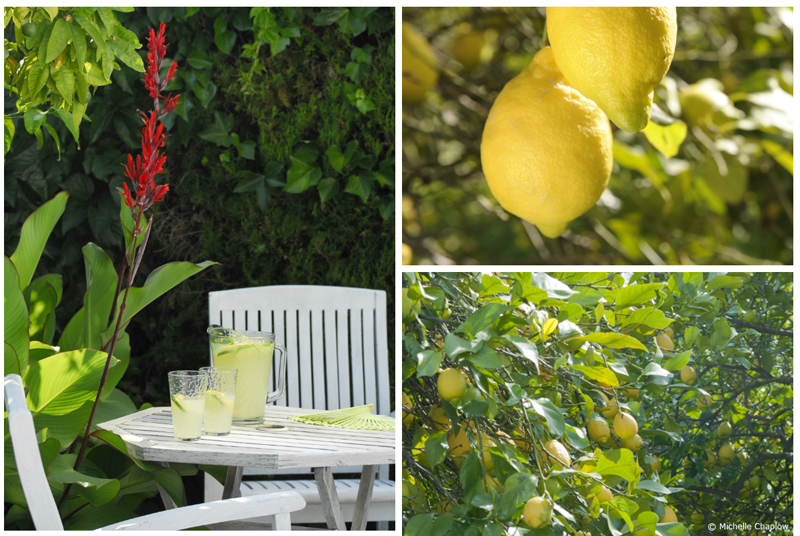 Oranges and Lemons Gardens Gardening