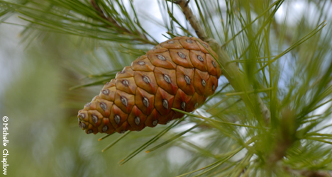&copy; Michelle Chaplow Pine cones