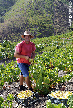 © Michelle Chaplow Harvesting in the Axarquia, Malaga © Michelle Chaplow Harvesting in the Axarquia, Malaga