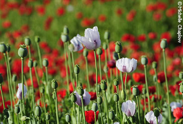 The wildflowers are spectacular in inland Andalucia &copy; Michelle Chaplow