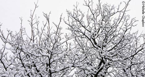 Snow in Andalucia, Sierra de Cazorla, Jaen. © Michelle Chaplow Snow in Andalucia, Sierra de Cazorla, Jaen. © Michelle Chaplow