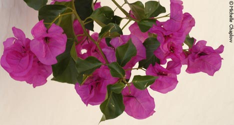 Pretty whitewashed houses adorned with bougainvillea
