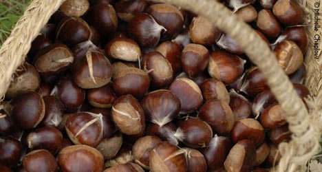 Pujerra has around 300 inhabitants, with an economy heavily based on the chestnut harvest. © Michelle Chaplow