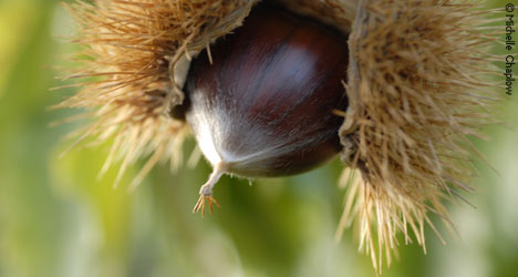 Chestnut forests surround the white village of Cartajima