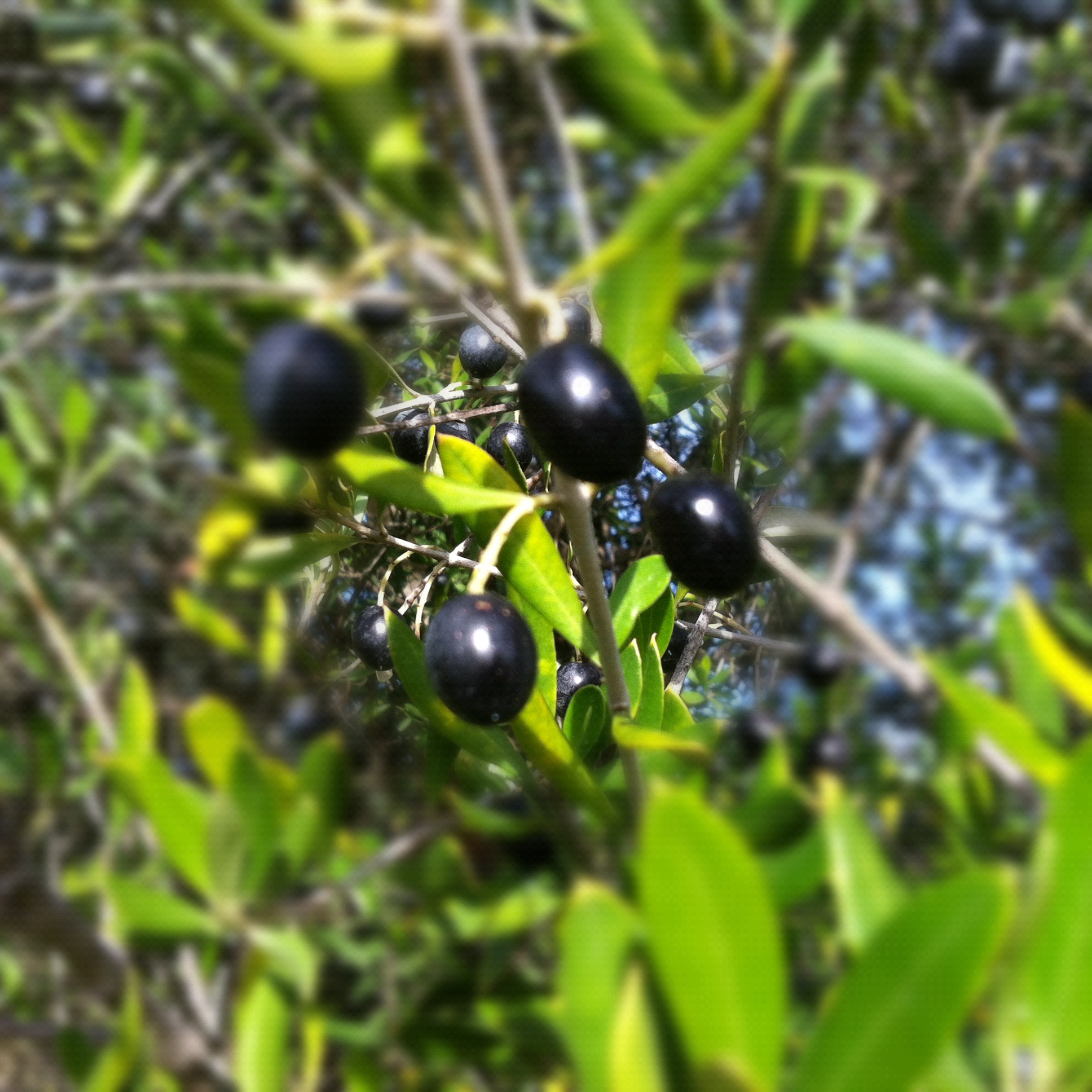 Autumn landscape in Andalucia