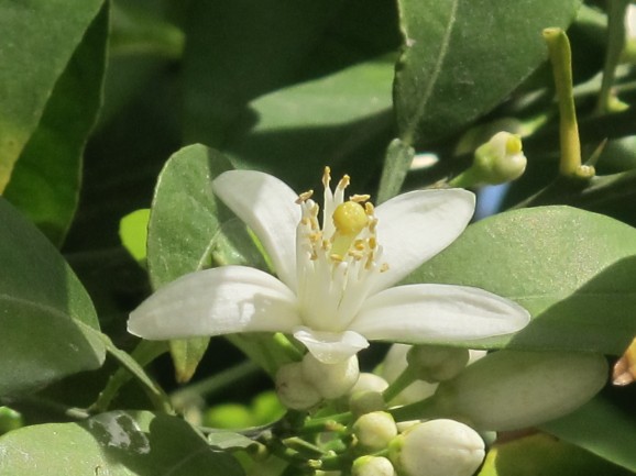 azahar, orange blossom, spring