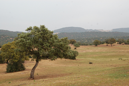 Landscape where the La Memoria de los Olivos was shot - the Sierra Norte de Sevilla, with its fields of olive trees visible in the distance. Photo: Javier Polo. Landscape where the La Memoria de los Olivos was shot - the Sierra Norte de Sevilla, with its fields of olive trees visible in the distance. Photo: Javier Polo.