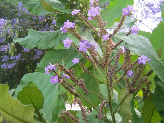 Tobacco Plant Tobacco Plant