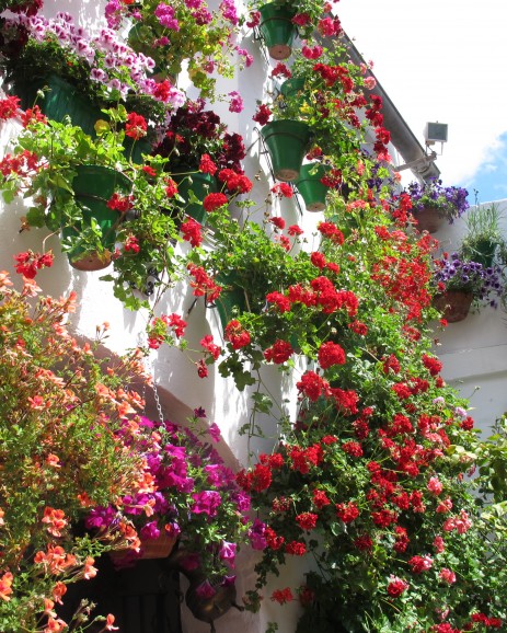 classic white wall lots of masses Cordoba Spain Andalucia Patios Festival Fiesta Feria UNESCO heritage