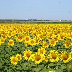 field of sunflowers field of sunflowers