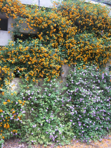 Flowery Wall Flowery Wall