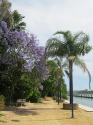 Jacaranda Lake Bench Jacaranda Lake Bench