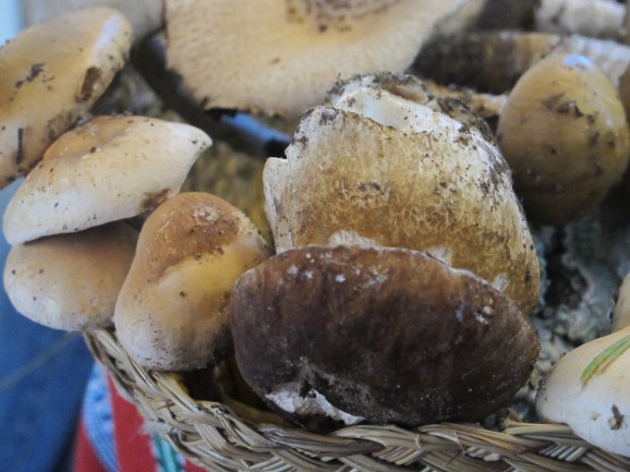 Wild mushrooms in Andalucia
