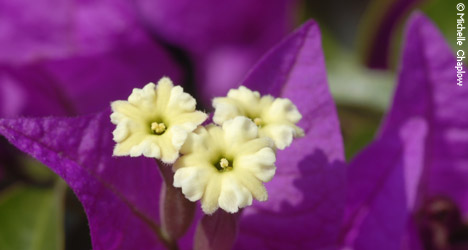 Bougainvillea grows in abundance in Cordoba. © Michelle Chaplow
