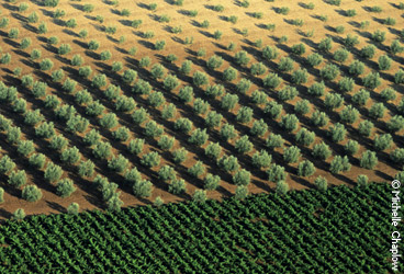 Olive groves in Andalucia. © Michelle Chaplow