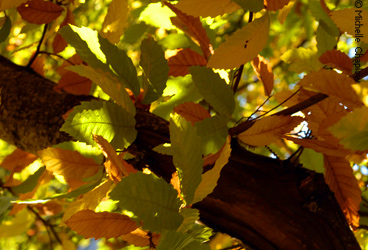 The spectacular Autumn leaves in the Sierra de Aracena © Michelle Chaplow