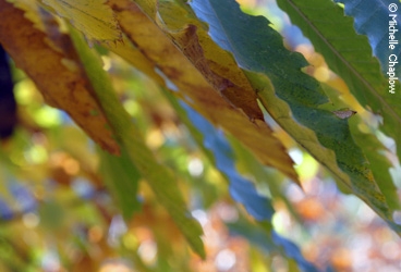 Spectacular autumn leaves in the province of Huelva. © Michelle Chaplow