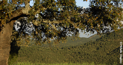 Sierra de Andújar, part of the vast Sierra Morena © Michelle Chaplow Sierra de Andújar, part of the vast Sierra Morena © Michelle Chaplow
