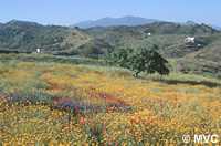 Wild flowers flourish in Los Reales Wild flowers flourish in Los Reales