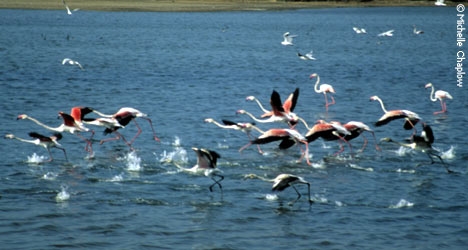 Pink Flamingos in the Marismas del Odiel. © Michelle Chaplow
