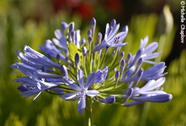 Agapanthus in Estepona. © Michelle Chaplow