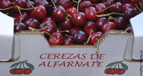 Delicious fresh cherries from the village of Alfarnate. © Michelle Chaplow