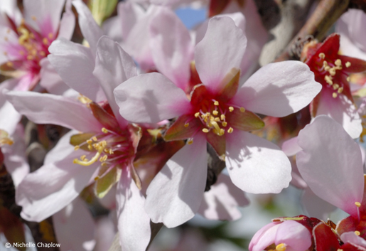 Visit Archez late January early February and you may be lucky enough to catch the almond trees in full bloom. ©Michelle Chaplow