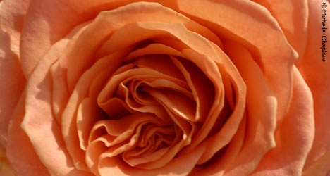 Roses bloom in the Gardens of the Generalife. © Michelle Chaplow