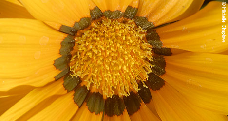 Mediterranean flowers thrive in the gardens of Huelva. © Michelle Chaplow
