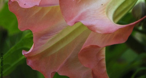 Flowers from the Gardens of Jaen. © Michelle Chaplow