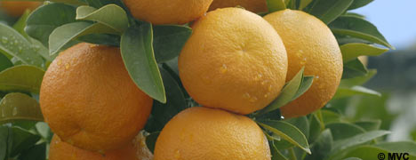 Oranges © Michelle Chaplow