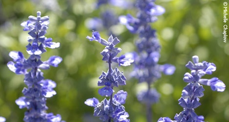 Enjoy the flowers of Seville. © Michelle Chaplow