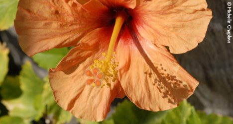 Hibiscus thrives in Seville. © Michelle Chaplow