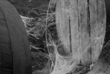 Step inside the world famous bodegas of Jerez, where wine slowly and carefully ages in traditional wooden barrels. © Michelle Chaplow