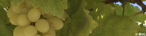 Some say that the Phoenicians introduced the vine to Spain