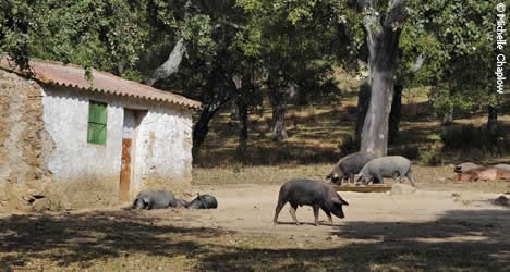The most highly acclaimed acorn- fed pata negra ham, from the Sierra de Aracena. © Michelle Chaplow The most highly acclaimed acorn- fed pata negra ham, from the Sierra de Aracena. © Michelle Chaplow