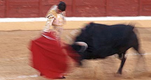 Toros fascinating facts Toros fascinating facts