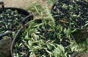Baskets of harvested olives © Michelle Chaplow