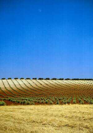 Olive fields © Michelle Chaplow