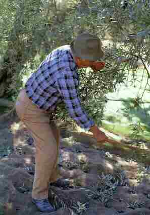 Beating the olive tree © Michelle Chaplow