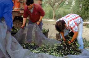 Collecting olives © Michelle Chaplow