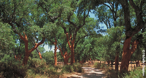 Trees of Andalucia List of Trees native to Andaluc a 
