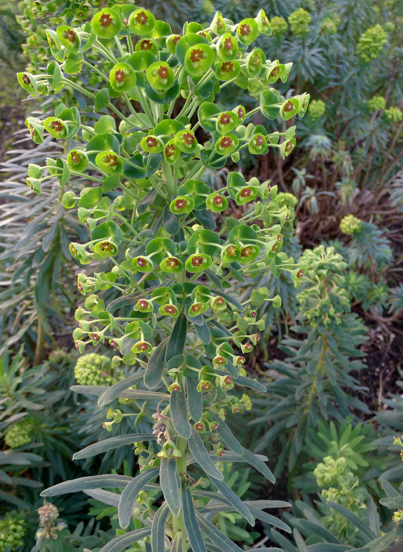 Large Mediterranean Spurge - Euphorbia characias | Wild Flowers of