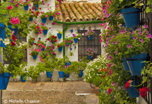 Cordoba Patios Festival Cordoba Patios Festival