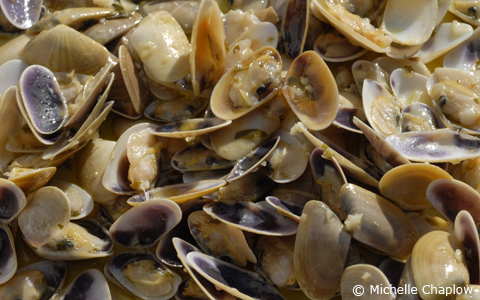 © Michelle Chaplow Coquinas