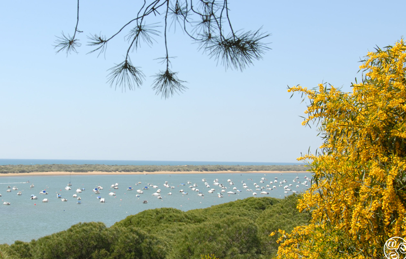 El Rompido is a haven for nature lovers ©Michelle Chaplow El Rompido is a haven for nature lovers ©Michelle Chaplow